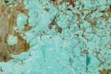 Tumbled Turquoise Specimen - Number Mine, Carlin, NV #260506-2